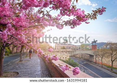 Beautiful spring cityscape  with Buda Castle Royal Palace in Buda Castle district and Cherry Blossom in the foreground. View from Tóth Árpád promenad with pink blooming tree in Budapest, Hungary. Royalty-Free Stock Photo #1631994181