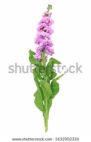Beautiful Matthiola incana flower with leaves isolated on white background.