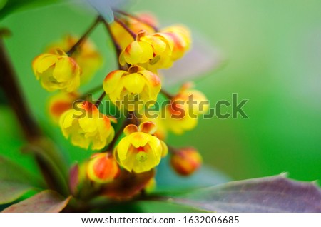Close up of mahonia flowers in bloom. Yellow branch of blossoming mahonia in springtime.