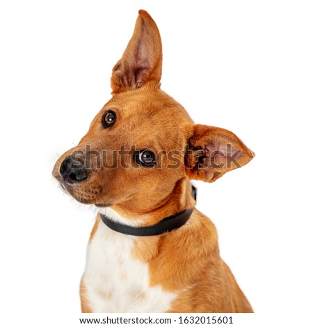 Closeup of cute young brown and white mixed breed dog looking forward with attention and tilting head to listen Royalty-Free Stock Photo #1632015601