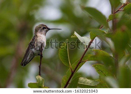 Beautiful portrait of Anna's Hummingbird perched on a small branch surrounded by leaves at Discovery Park in Seattle, Washington, USA