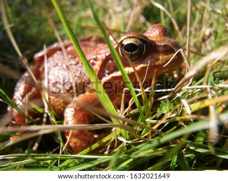 A red toad seen on Bodmin moor near Camelford in the autumn