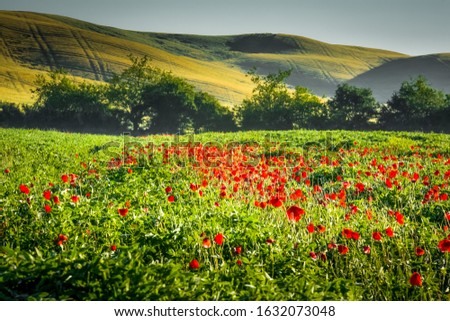 
Poppy field on a summer afternoon