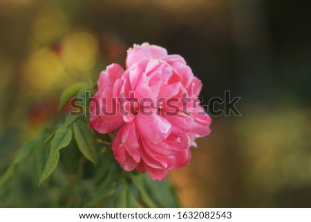 blooming pink peony, gardening concept