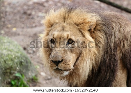 lion in a zoo resting and playing in a natural environment