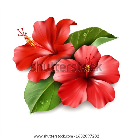 Red hibiscus flower. Vector illustration in  realistic style. Tropical  leaf on a white background. Colorful image of petals stamens pistils foliage dew