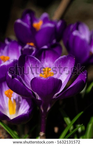 Purple spring flowering crocus on a sunny day