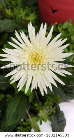 White daisy close up picture