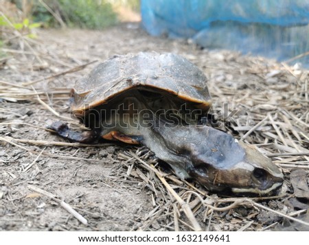 Turtle death on the floor with blur background.