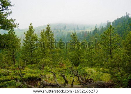 Green trees with a hill and fog in the background