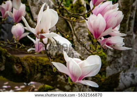Spring pink and white blooming tulip tree magnolias