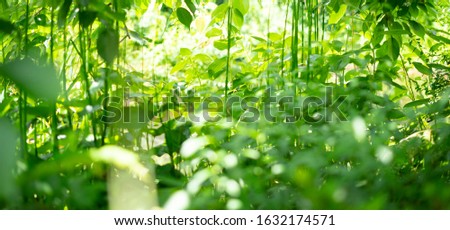 green image (forest summer nature)