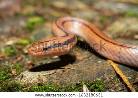 BLACK-BANDED-TRINKET-SNAKE Stock Photos and Images - Avopix.com