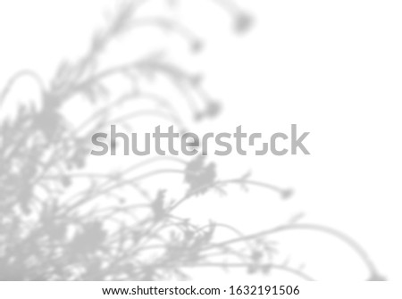 Summer background of shadows of leaf branches on a white wall. Blurry black-and-white image to overlay on a photo or mockup.