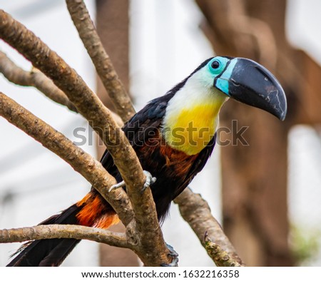 A closeup shot of a toucan bird sitting on a branch of a tree with blurred background