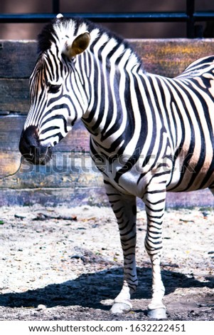 Zebra with characteristic black and white stripes.