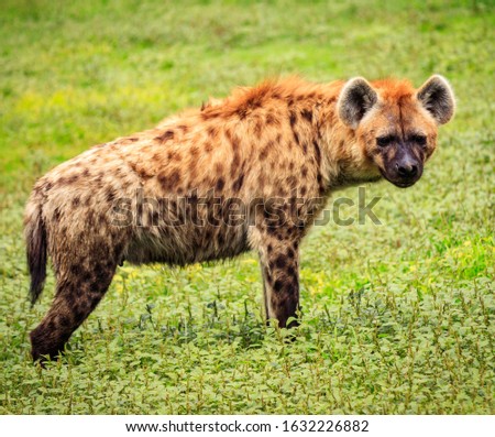 A closeup shot of a beautiful hyena standing on the green grass