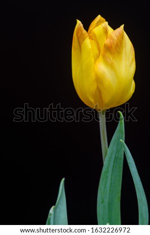 Holland theme Tulip 'Yellow Flight' flora display garden theme.