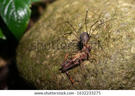 harvestmen, harvester, or daddy longlegs (Opiliones). Spider. catches and eating a grasshopper, Insect. predator, prey. Taken at Nanling, Guangdong province, South China. Royalty-Free Stock Photo #1632233275