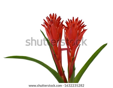 beautiful Red Bromeliad Flower isolated on white background