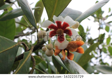 Exotic flower on a background of leaves.