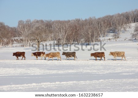 This is a picture of a herd of cattle walking through Inner Mongolia snowplains.