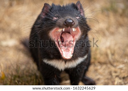 Tasmanian Devil with mouth open, Sarcophilus harrisii Royalty-Free Stock Photo #1632245629