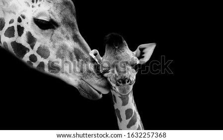 Mom And Baby Giraffe Face Black Background Royalty-Free Stock Photo #1632257368