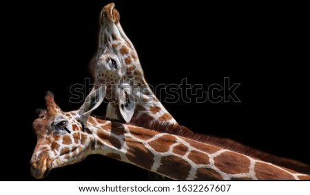 Two Beautiful Cute Giraffe Face