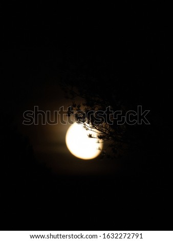 A vertical silhouette shot of a tree with the beautiful moon in the background