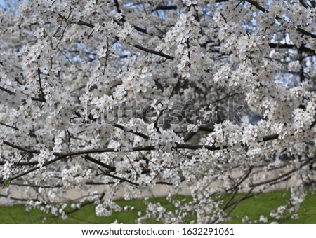 Spring blossom tree.White petal of small flower.