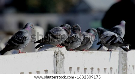 Pigeons are sitting on the fence on the waterfront in the city of Balaklava (Crimea, Crimean Peninsula).