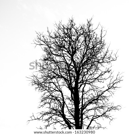 Dead tree on a white background.