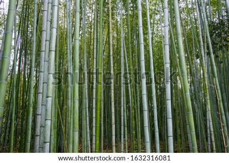 Green bamboo trees in Sagano Bamboo Forest in Kyoto, Japan