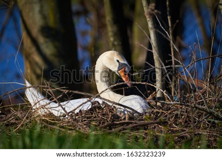 Mute Swan ( Cygnus olor ) on Nest near Adolfosee Lake in Germany
