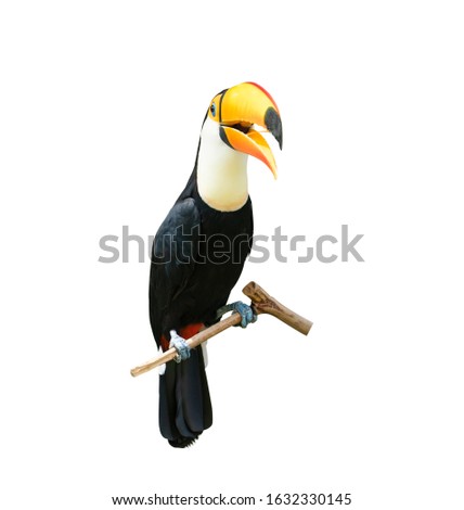 Toucan bird on a branch isolated on white