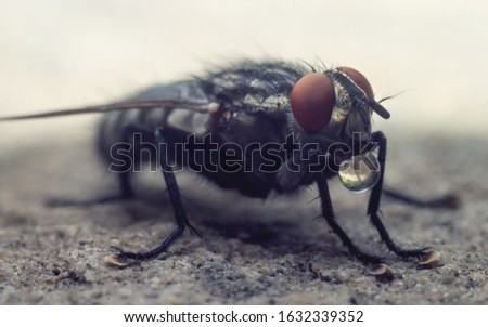 A closeup macro picture of a big grey fly sitting on a ground, holding a drop of water.