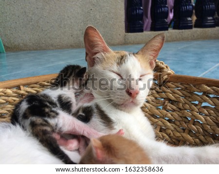 Newborn kittens with their mother
