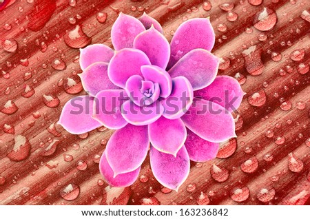 Pink flowering cactus on red  leave water drops