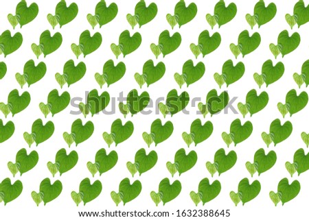 heart leaf green color nature and isolated white background