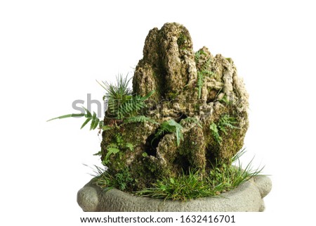 White background bonsai with personality