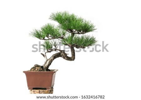 White background bonsai with personality