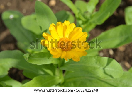 Calendula or pot marigold plant with single bright yellow coloured flower on it.