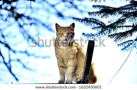 image of a domestic brown cat pictured outdoor,