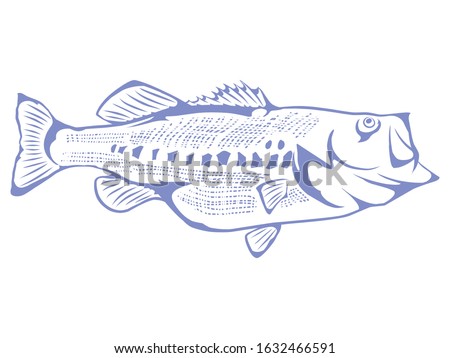 drawing of a freshwater fish