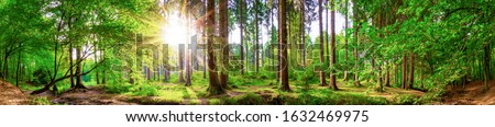 Beautiful forest panorama with large trees and bright sun Royalty-Free Stock Photo #1632469975