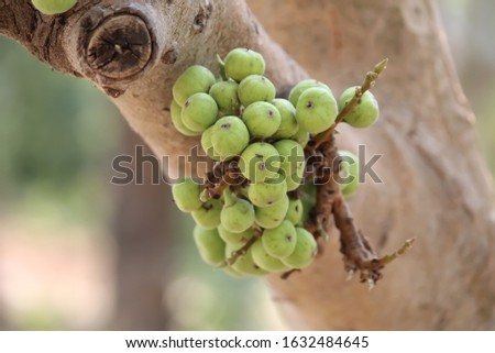 An indian outdoor green ficus racemosa cluster fig,moraceae.