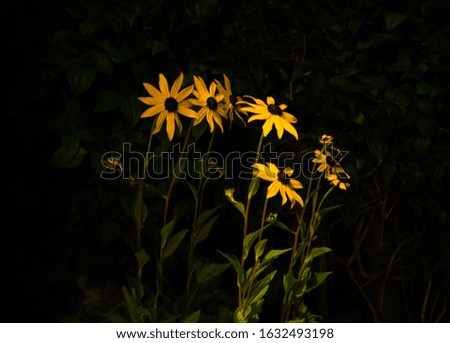 Colour image of bright yellow rudbeckia (black eyed susan) flowers, shot at night against a dark background
