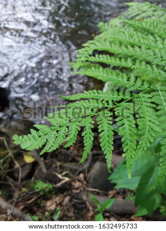 ferns in the forest in summer