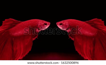 Betta Fish with bright red color